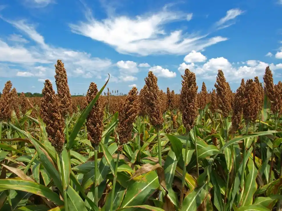 Sorgo: la cosecha alcanzó alrededor de 3 millones de toneladas
