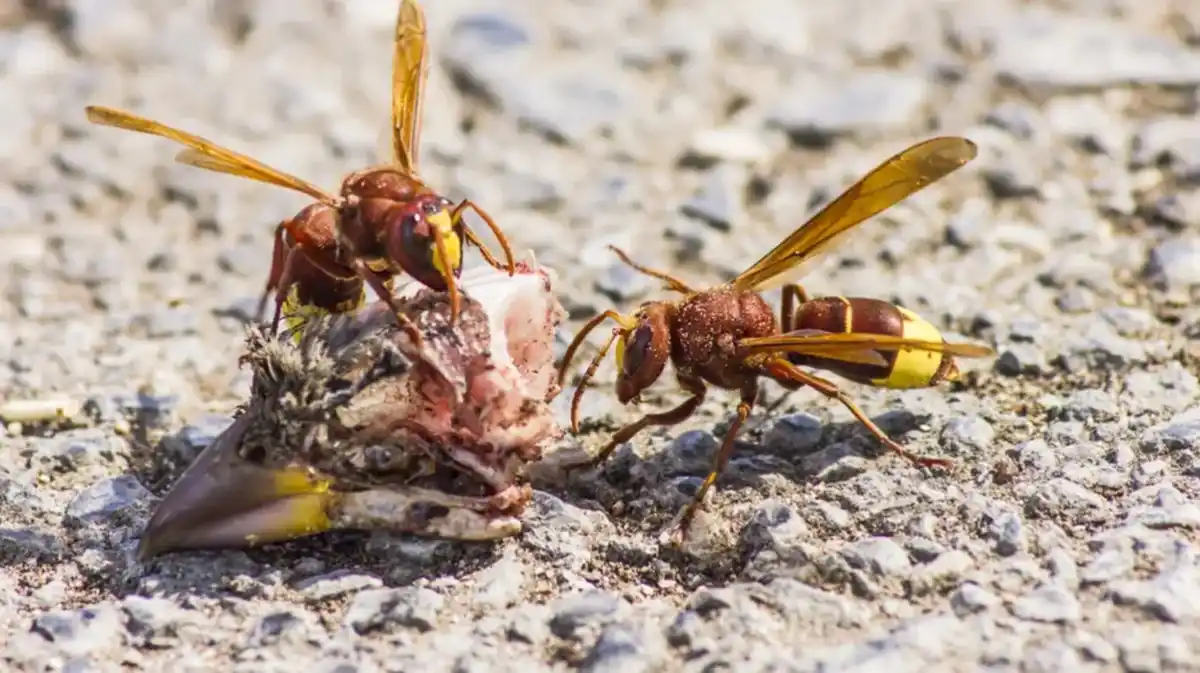 El avispón oriental se expande en Andalucía y preocupa: “Es una máquina de matar”