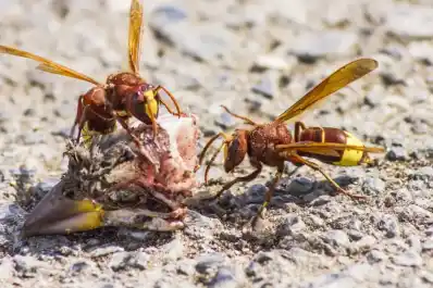 El avispón oriental se expande en Andalucía y preocupa: “Es una máquina de matar”