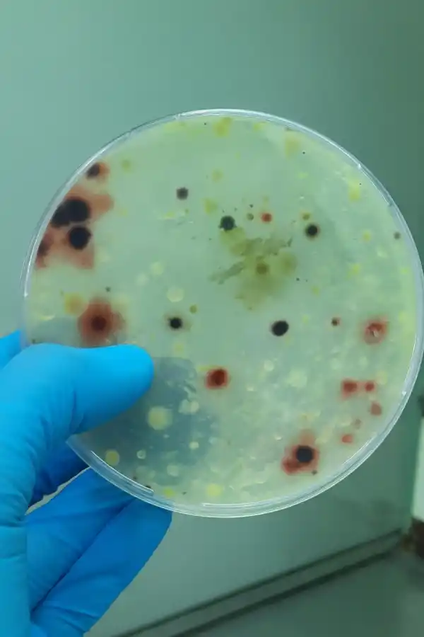 Advierten sobre el riesgo que corre el suelo de los cañaverales