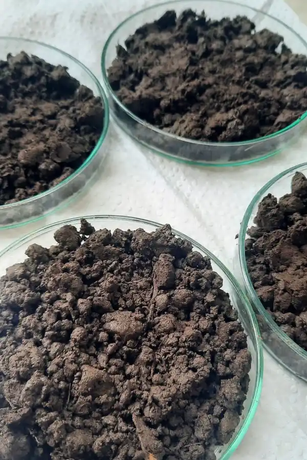 Advierten sobre el riesgo que corre el suelo de los cañaverales