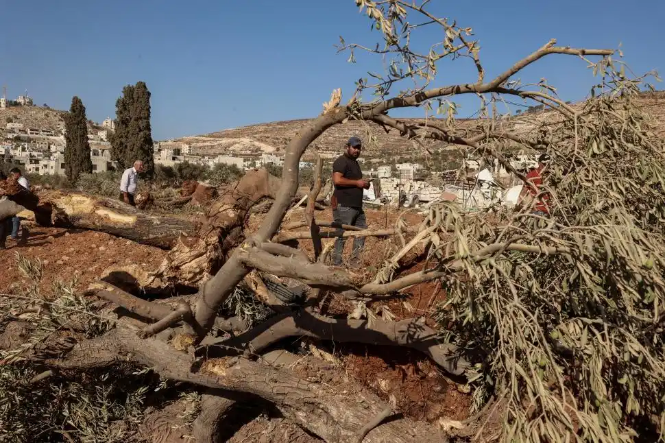 RAÍCES. Hectáreas de olivares fueron arrancadas con máquina en la aldea de Al-Mughayyir, norte de Ramallah.