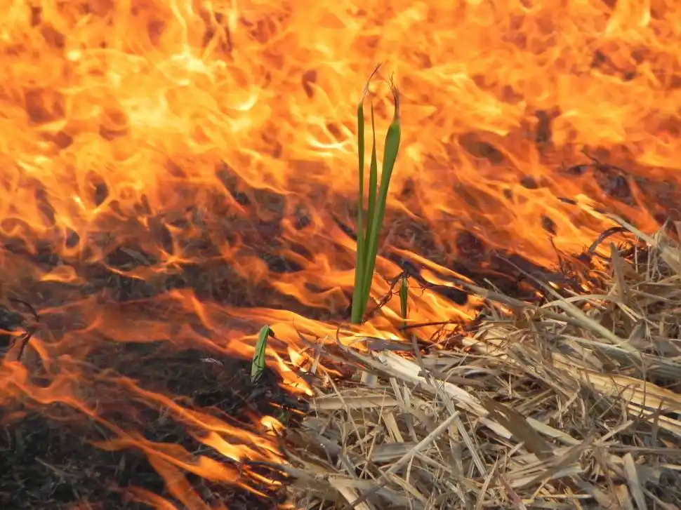 Advierten sobre el riesgo que corre el suelo de los cañaverales