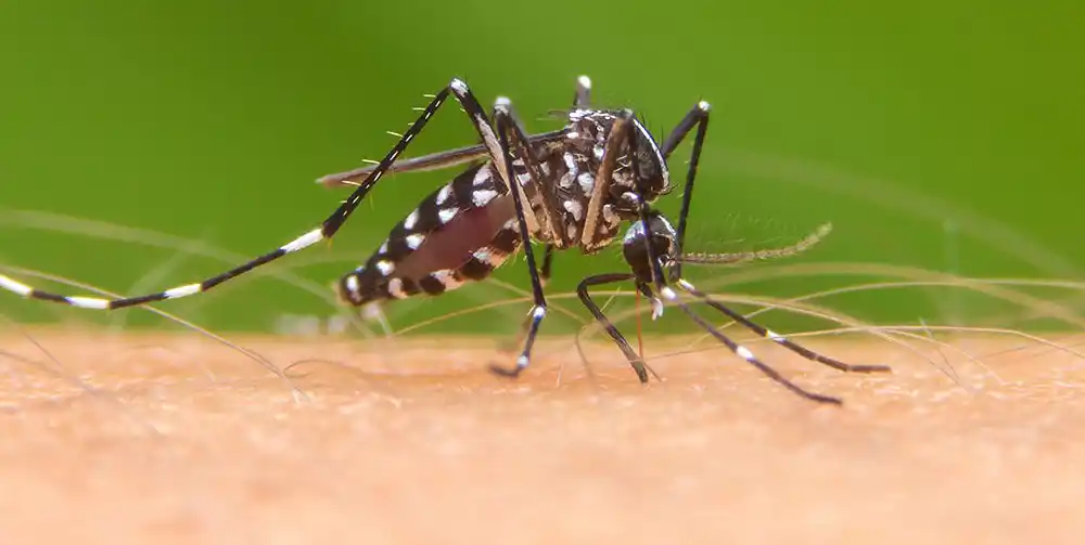 VECTOR. El mosquito aedes aegypti es el que trasmite el dengue.