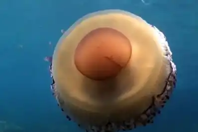 Detectan medusas “huevo frito” en las playas de Jávea y Calpe: cómo son y qué hacer si te pican