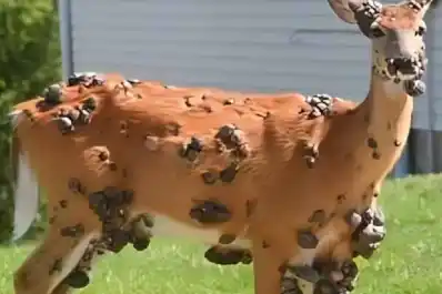 Extrañas protuberancias en animales rurales: la misteriosa plaga que alarma a los expertos