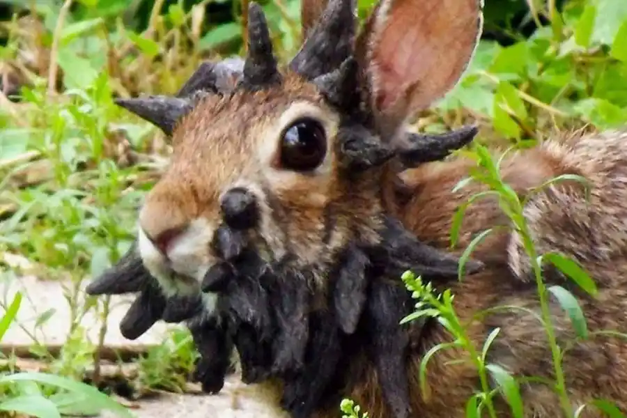 Extrañas protuberancias en animales rurales: la misteriosa plaga que alarma a los expertos