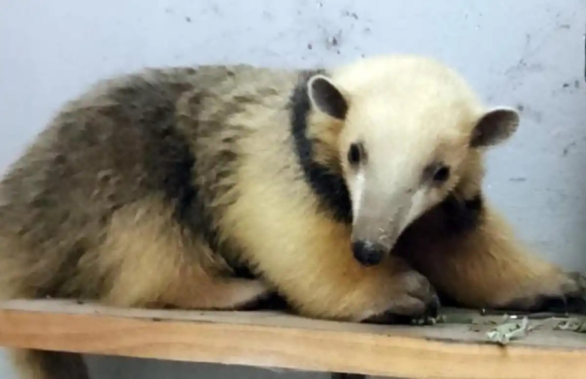 Rescataron un oso melero en Santa Ana