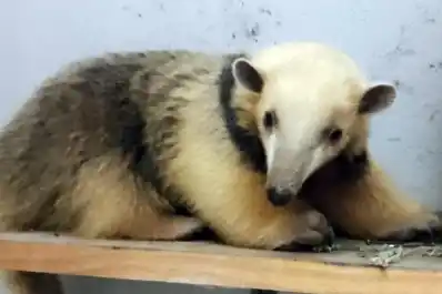 Rescataron un oso melero en Santa Ana