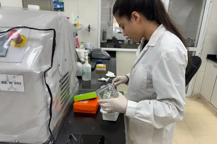 TRABAJO DE BECARIA. Ariadna Araceli Chacón (25, sexto año de Bioquímica), quien vino desde Jujuy para estudiar y ya se siente tucumana, investiga el Parkinson gracias a una Beca CIN. / VICTORIA REINOSO, LA GACETA