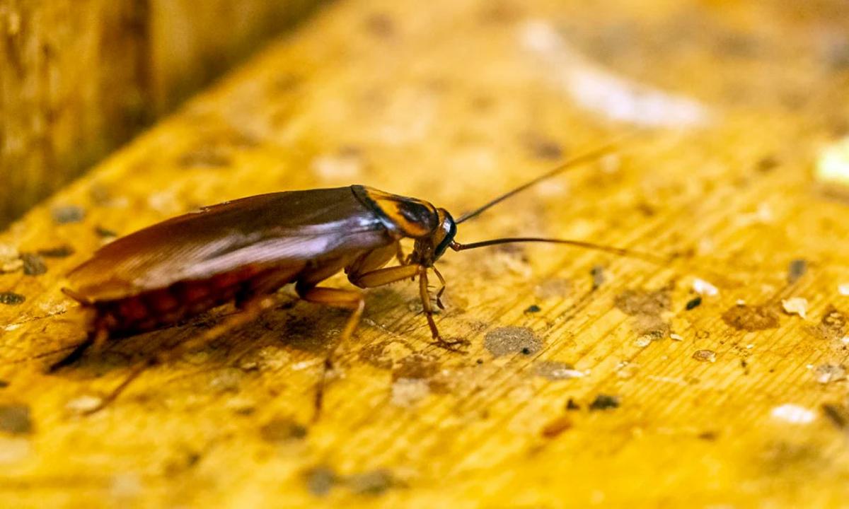 No molestarán nunca más: cómo ahuyentar las cucarachas con limón en primavera
