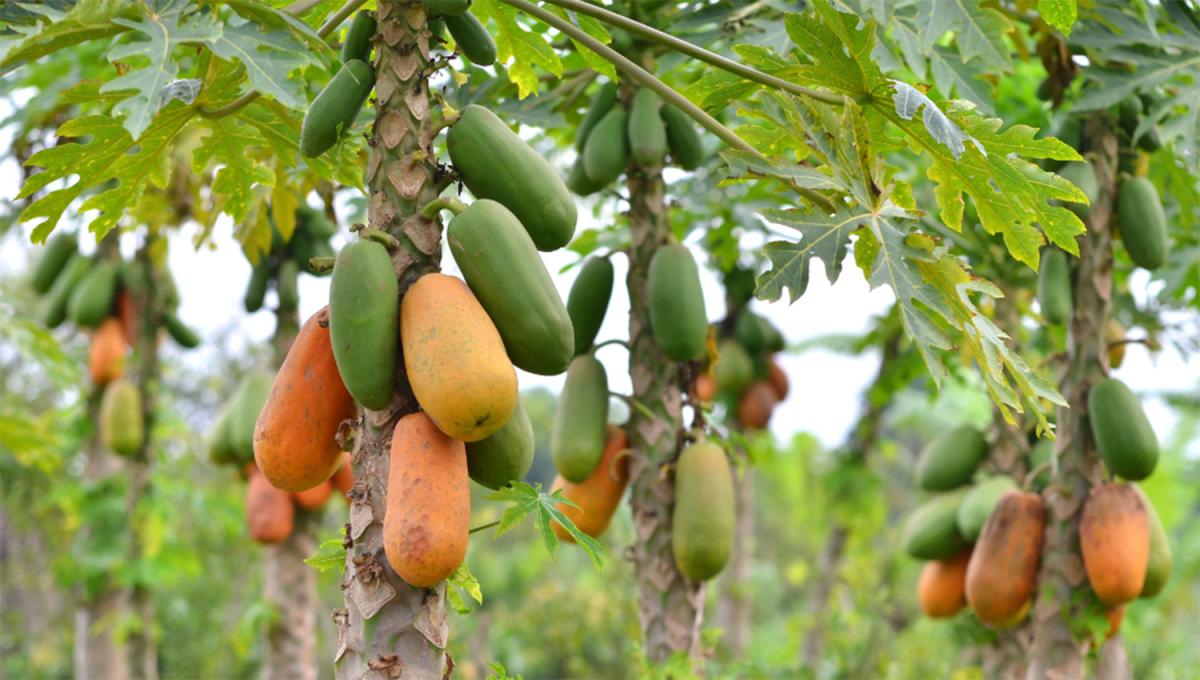 La fruta tropical que te ayudará a limpiar el cólon