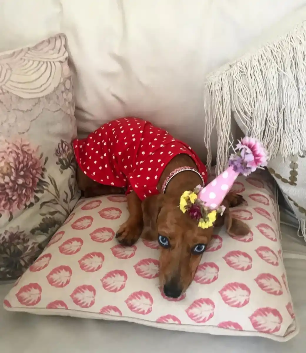 @soyvienalasalchicha