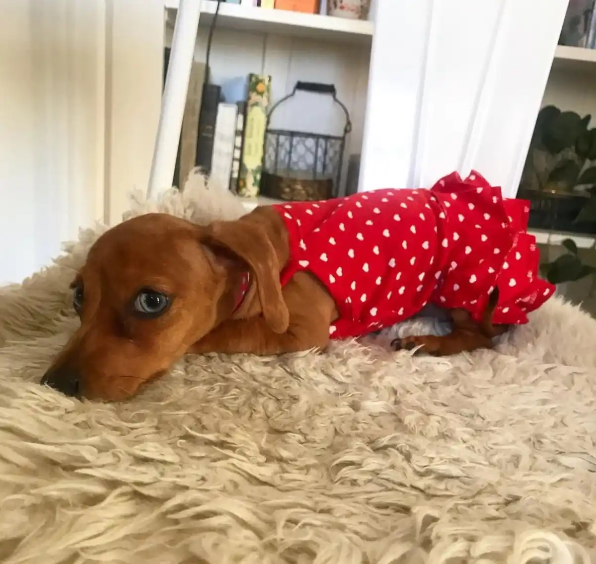 LG Lifestyle también tiene su propio perro salchicha: Viena