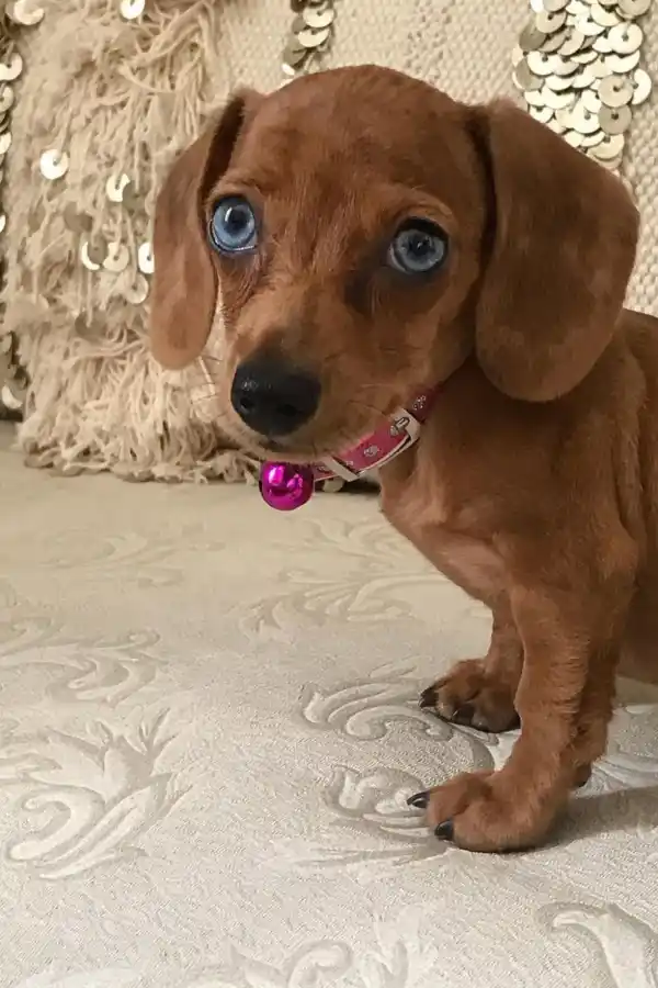 La “salchimanía”: del amor en casa al estrellato en redes