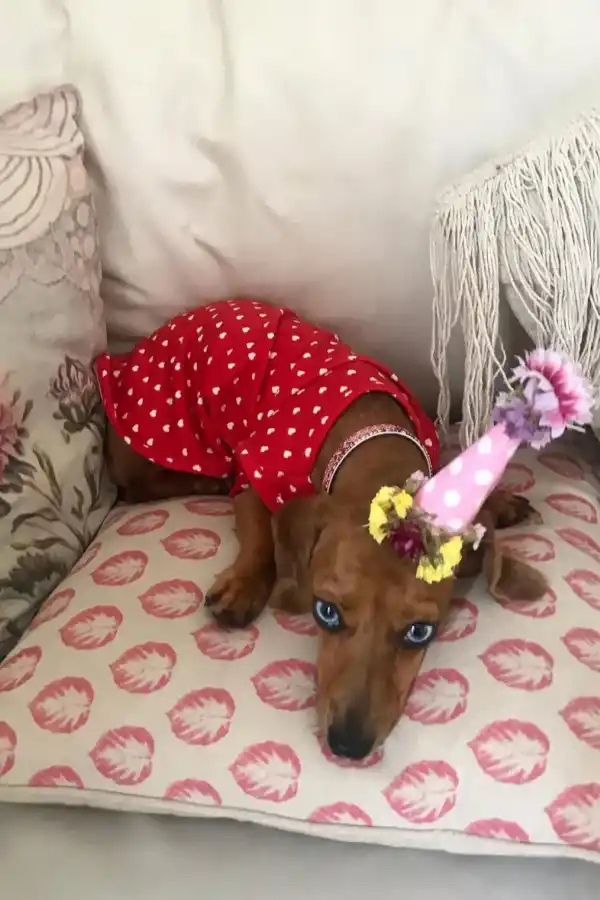 @soyvienalasalchicha