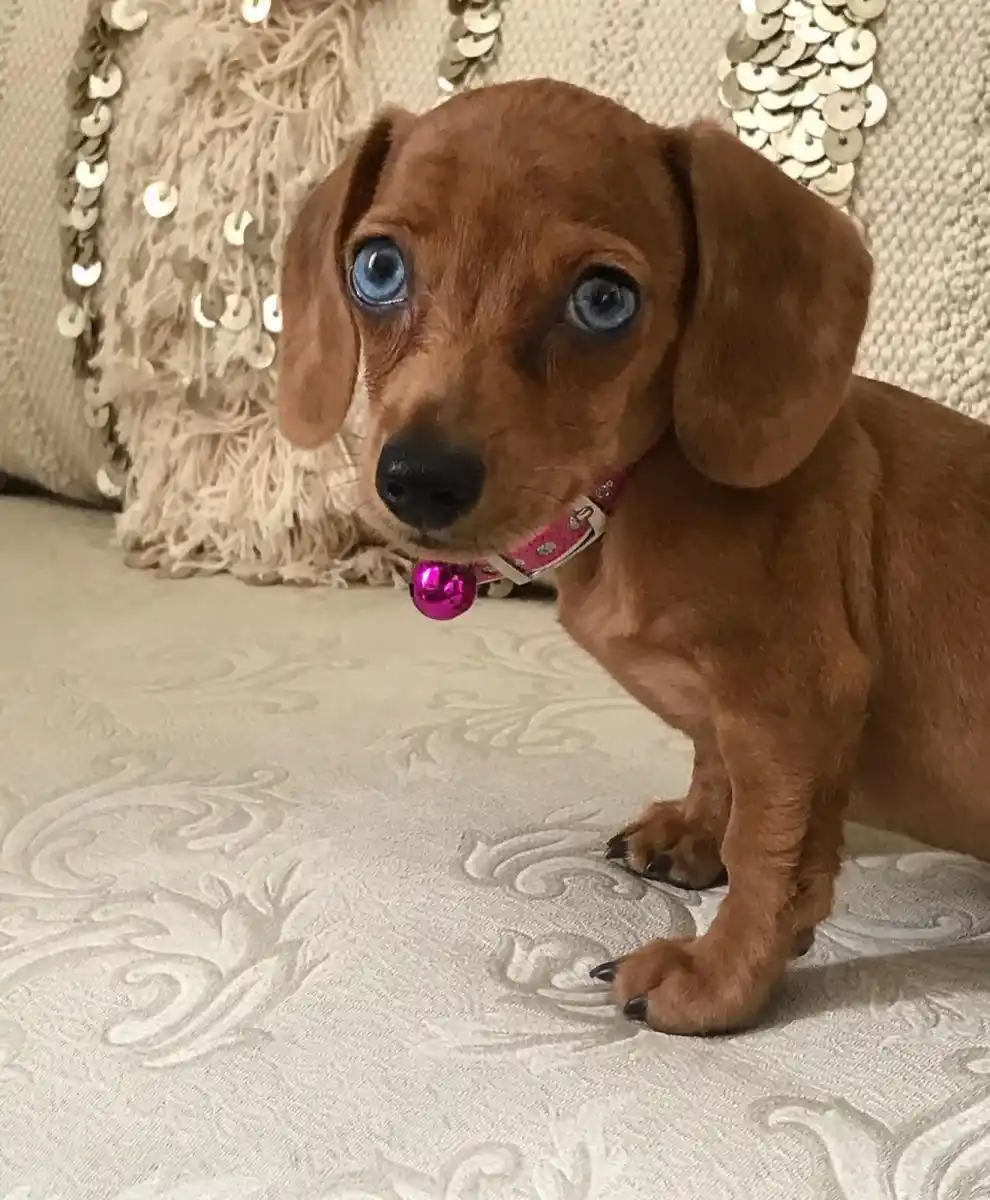 La “salchimanía”: del amor en casa al estrellato en redes