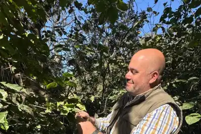 Primera cosecha del café con aroma tucumano