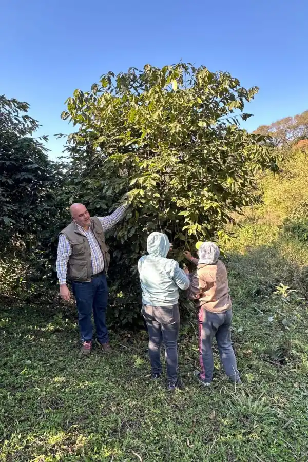 LOS CULTIVOS. Tienen condiciones agroecológicas óptimas.