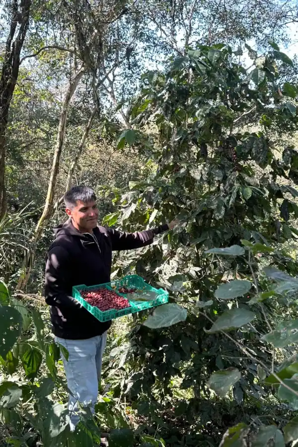 EN CAFETOS. Un recolector, en plena faena dentro del piedemonte tucumano.