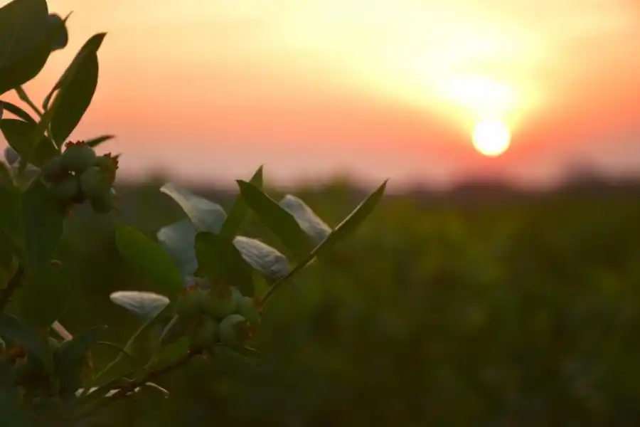 Grupo Citromax: industria tucumana con raíces profundas, sostenibilidad y desarrollo local