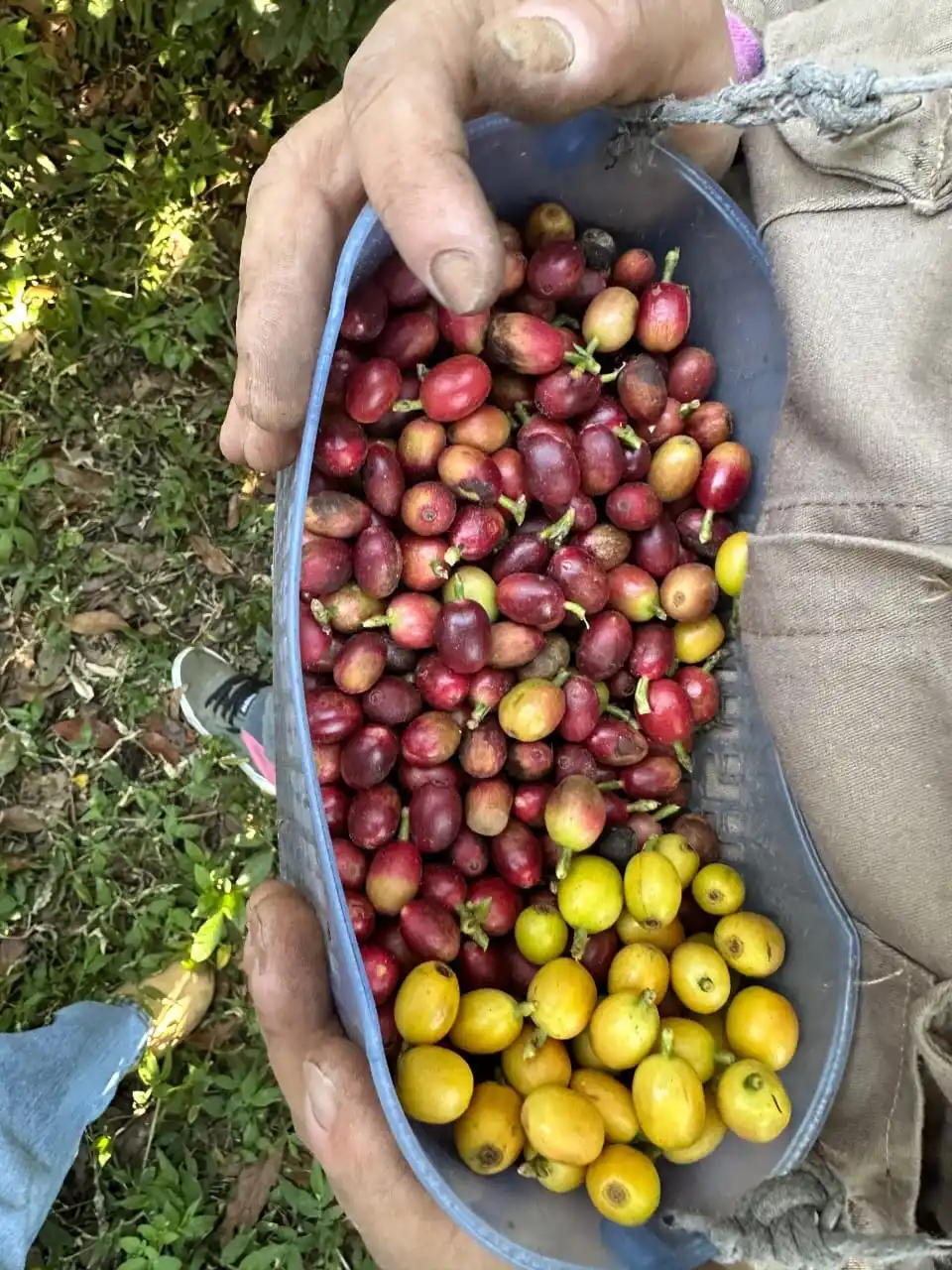 MERCADO. La provincia intenta ofrecer una variedad propia.