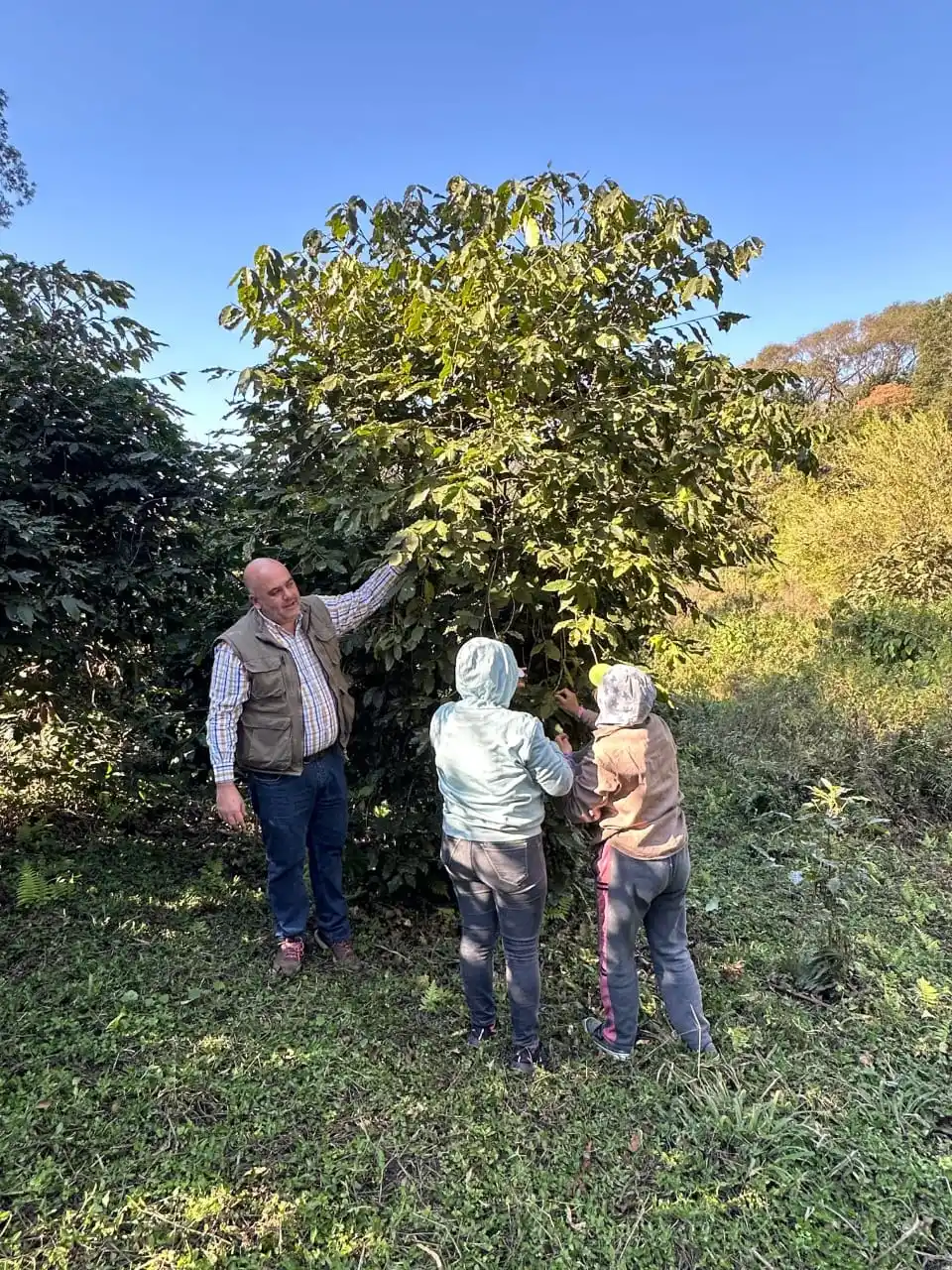 LOS CULTIVOS. Tienen condiciones agroecológicas óptimas.