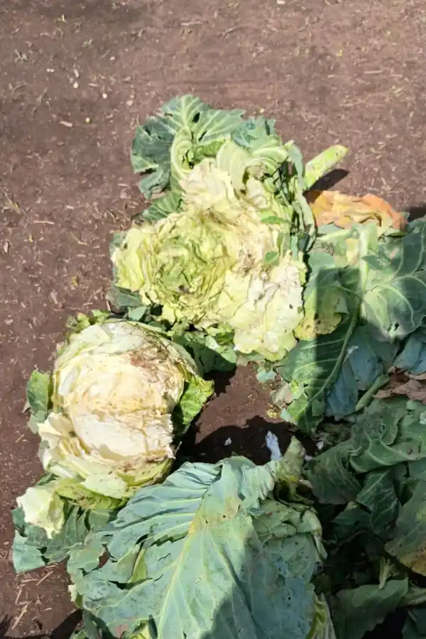 El granizo afectó cultivos de La Cocha y zonas cercanas