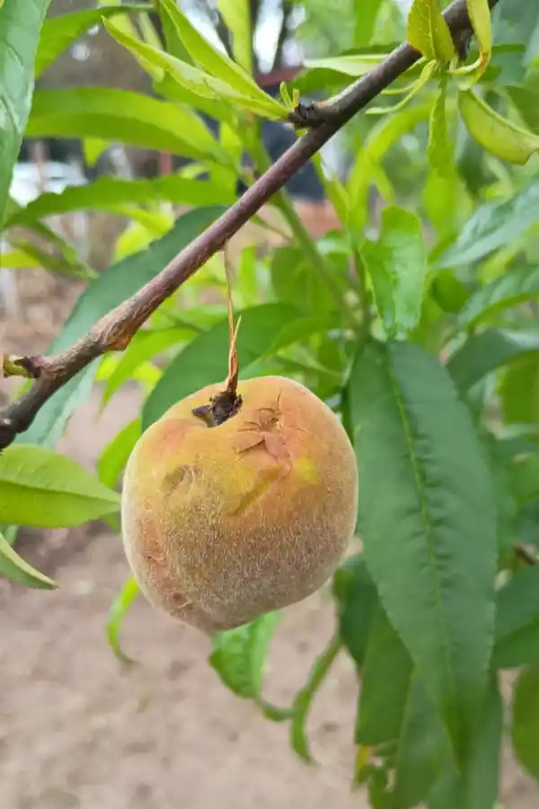El granizo afectó cultivos de La Cocha y zonas cercanas