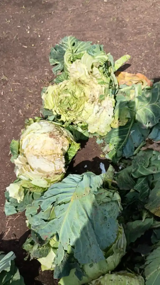 El granizo afectó cultivos de La Cocha y zonas cercanas