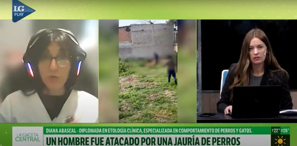 Ataque de 15 perros en Tucumán: qué hacer y qué evitar según una especialista