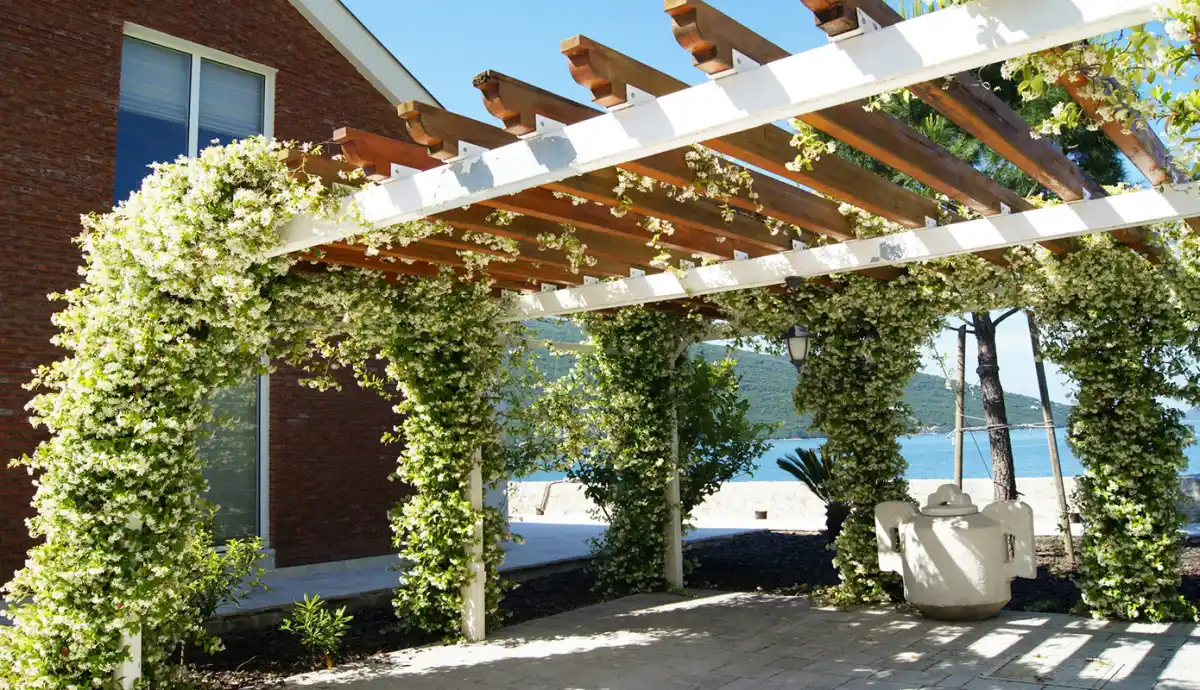 Plantas ideales para sembrar en septiembre: en verano van a dar sombra