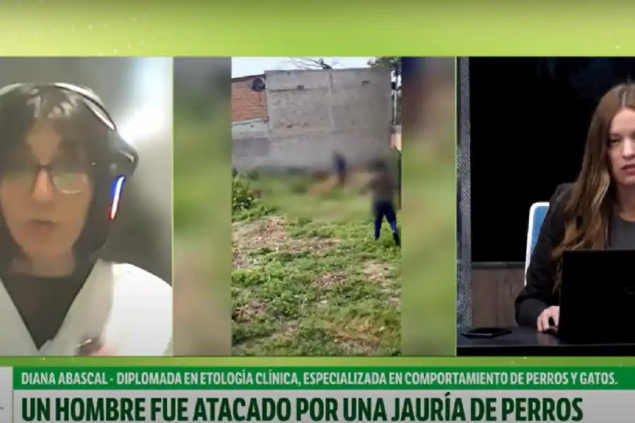 Ataque de 15 perros en Tucumán: qué hacer y qué evitar según una especialista