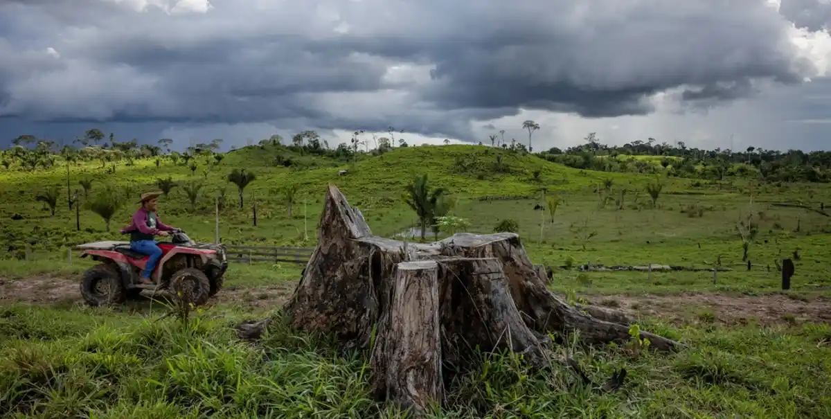 CRISIS AMBIENTAL. La Amazonía perdió millones de hectáreas de bosque en 2024 y la sequía golpea a agricultores y comunidades locales.