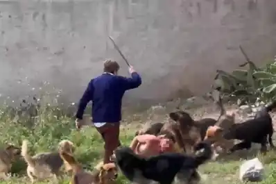 ¿Entró a robar el hombre que fue atacado por una jauría?