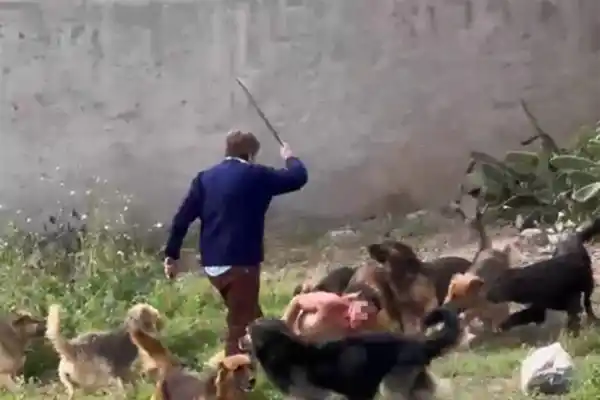 ¿Entró a robar el hombre que fue atacado por una jauría?