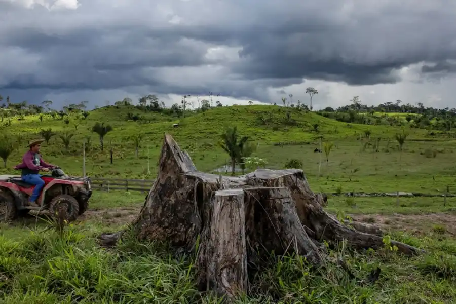 CRISIS AMBIENTAL. La Amazonía perdió millones de hectáreas de bosque en 2024 y la sequía golpea a agricultores y comunidades locales.