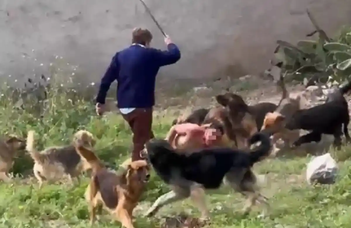 Después del ataque de la jauría, “Cachito” fue nuevamente aprehendido por la Policía