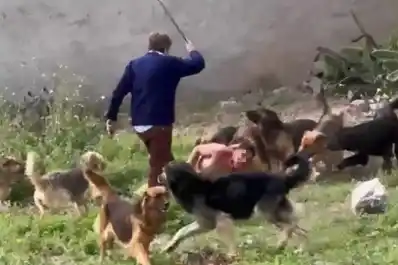 Después del ataque de la jauría, “Cachito” fue nuevamente aprehendido por la Policía