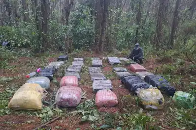 Golpe al narcotráfico: secuestraron más de 500 kilos de marihuana en Misiones