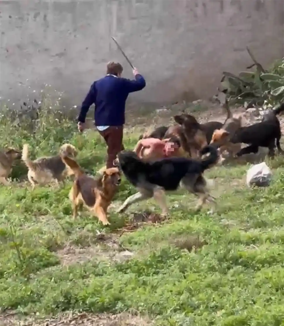 El caso del joven atacado por una jauría: una funcionaria cuestionó a la Justicia