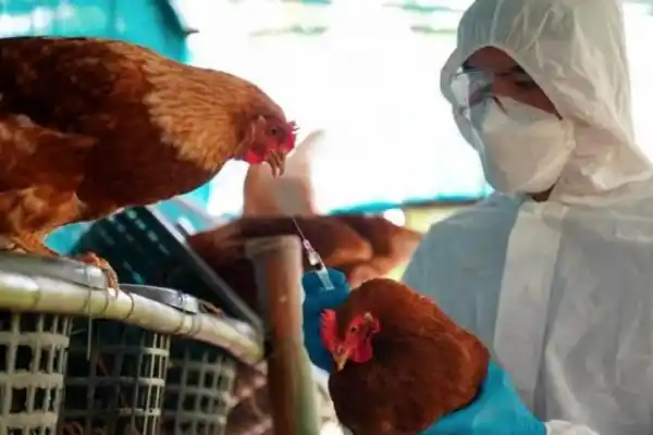 Influenza aviar: el Senasa confirmó un caso en Entre Ríos