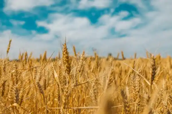 Trigo: si las condiciones climáticas ayudan se obtendrían rindes en torno del promedio histórico