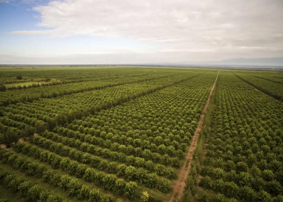 PARANGÓN. En 2024, el área con citrus en Tucumán había abarcado  42.317 ha; este año retrocedió un 7,74%.