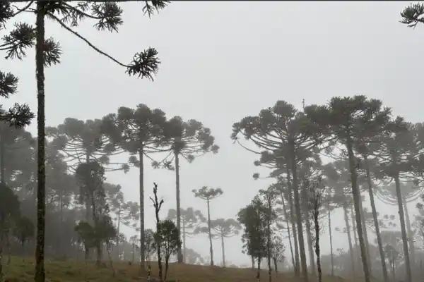 Ver nieve y sentir frío en el Brasil que los argentinos invaden por la playa y el sol
