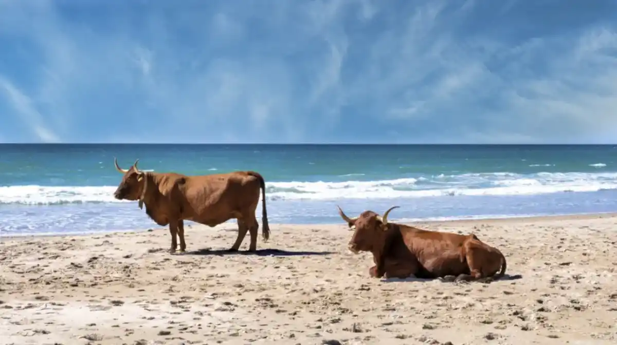La playa de Cádiz donde las vacas pasean por la orilla del mar: una estampa única en Andalucía