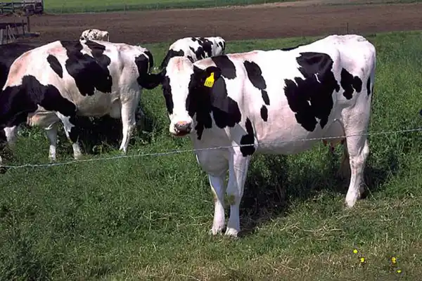 Abre la Expo Agro Ganadera en la Sociedad Rural de Tucumán
