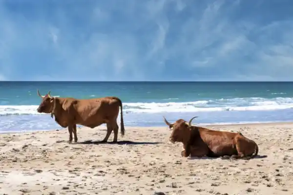 La playa de Cádiz donde las vacas pasean por la orilla del mar: una estampa única en Andalucía