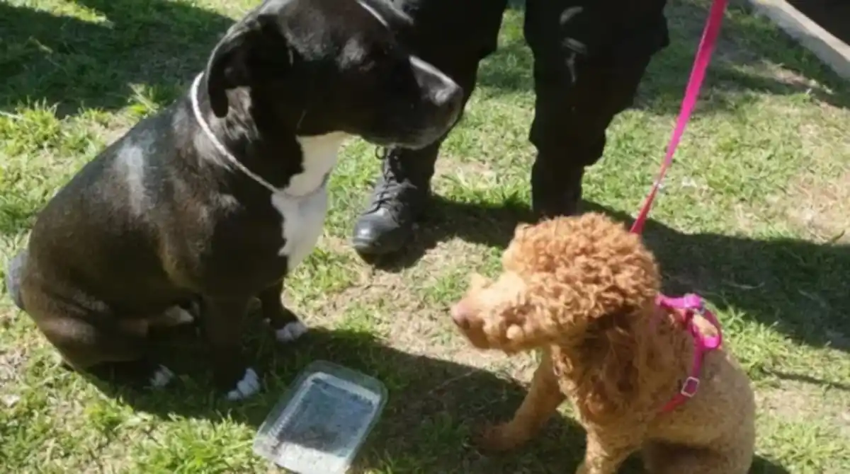 Rosario: rescataron a dos perros que habían quedado encerrados en una camioneta bajo el sol y detuvieron a sus dueños