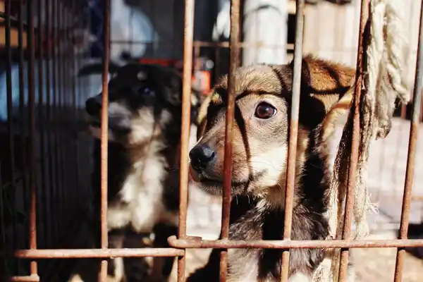 Tucumán será sede de un congreso sobre derecho animal